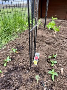 Broadcast: Seeds, Feeds, and Protecting Your Attention